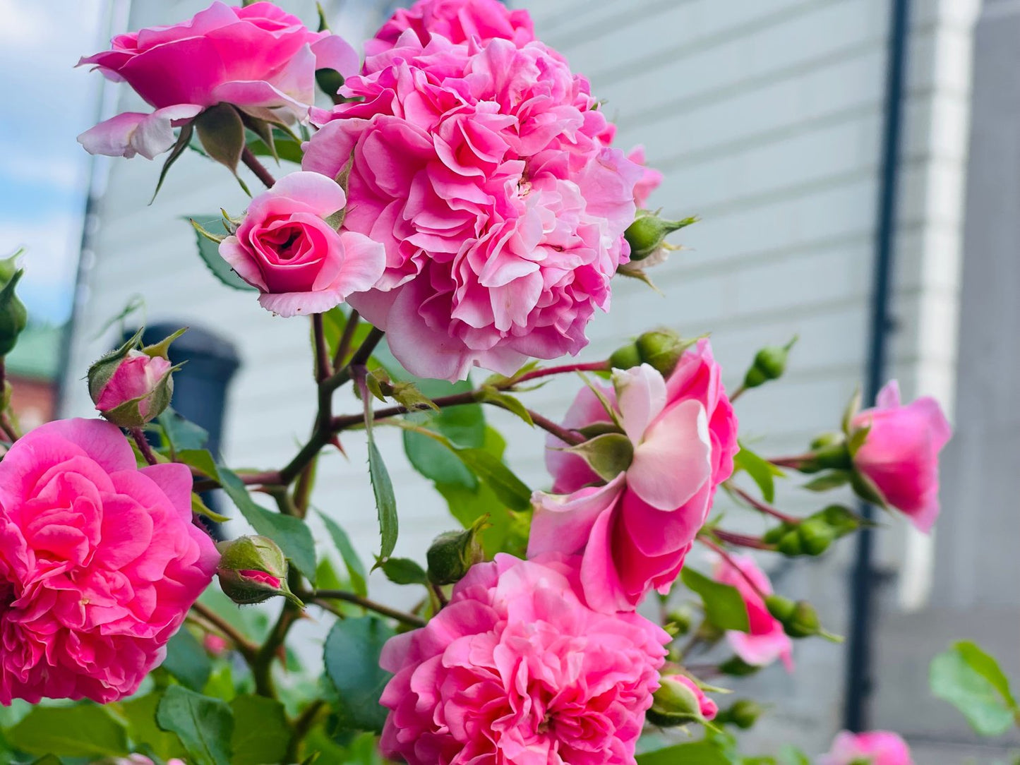 Rosa 'Thérèse Bugnet'
