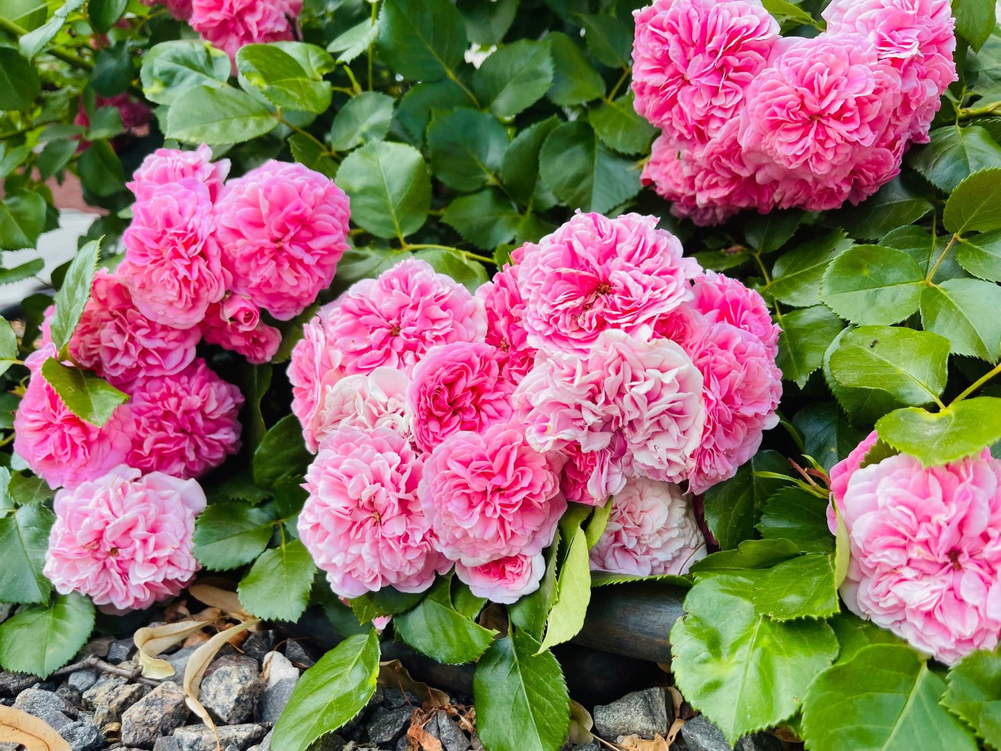 Rosa 'Thérèse Bugnet'
