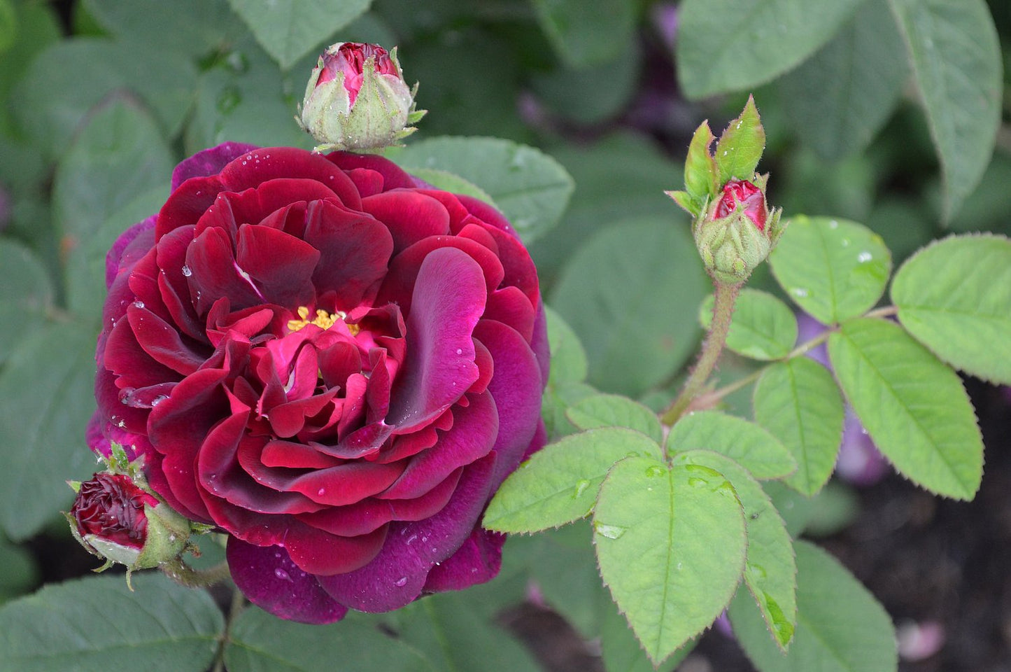 Rosa 'Tuscany Superb'