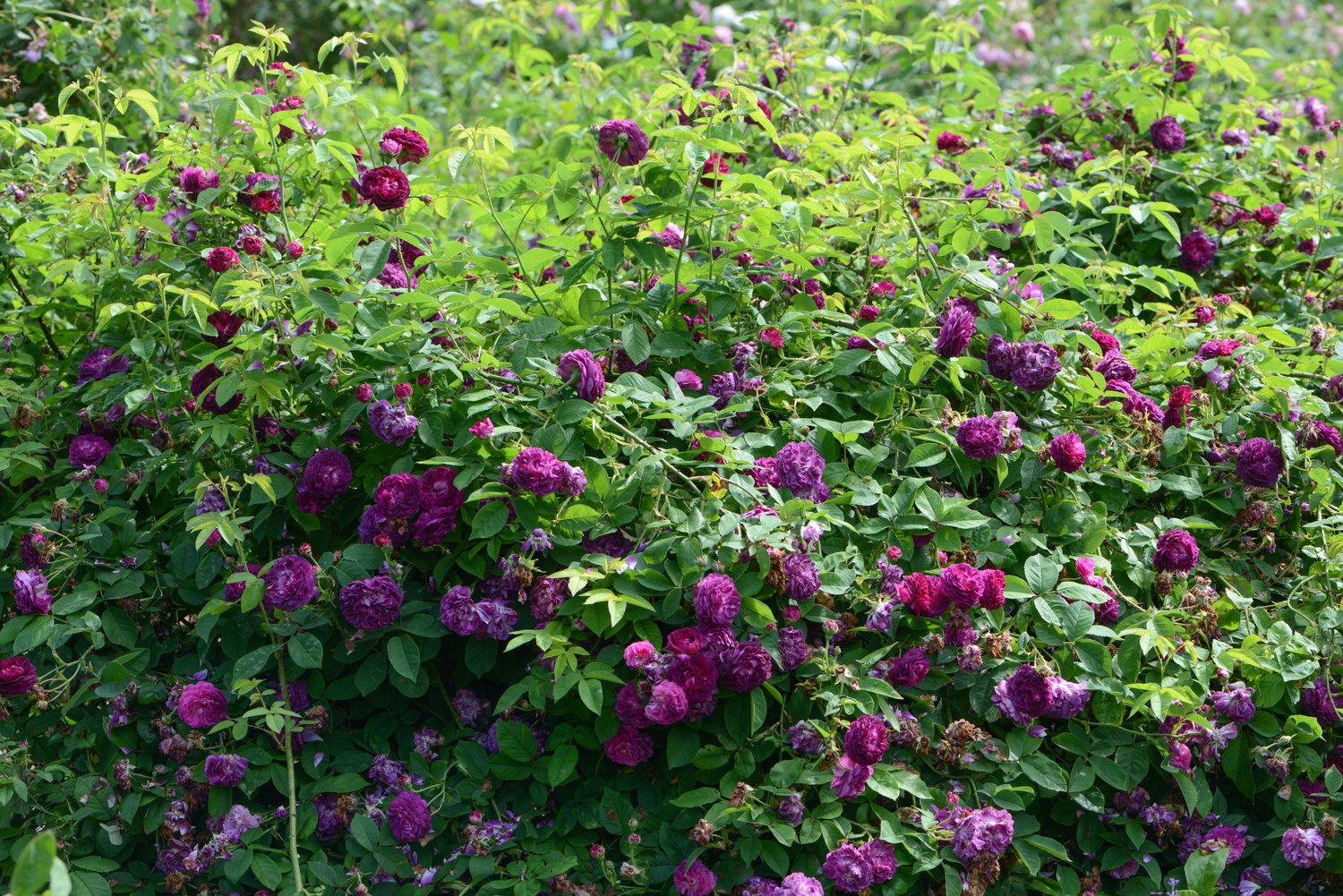 Rosa 'Tuscany Superb'