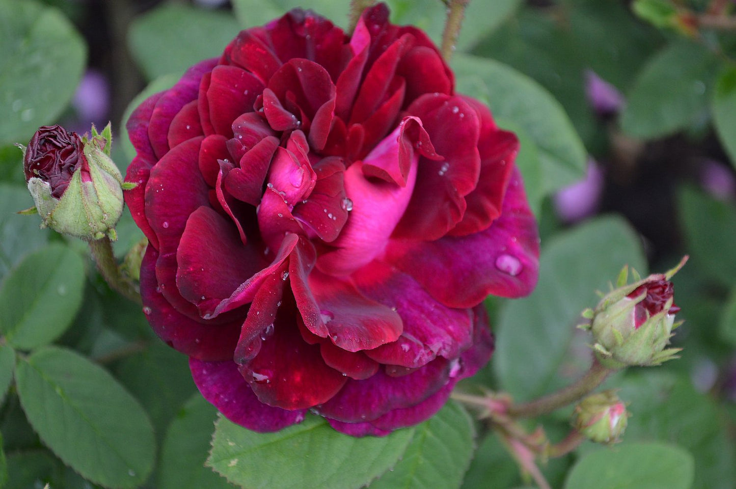 Rosa 'Tuscany Superb'