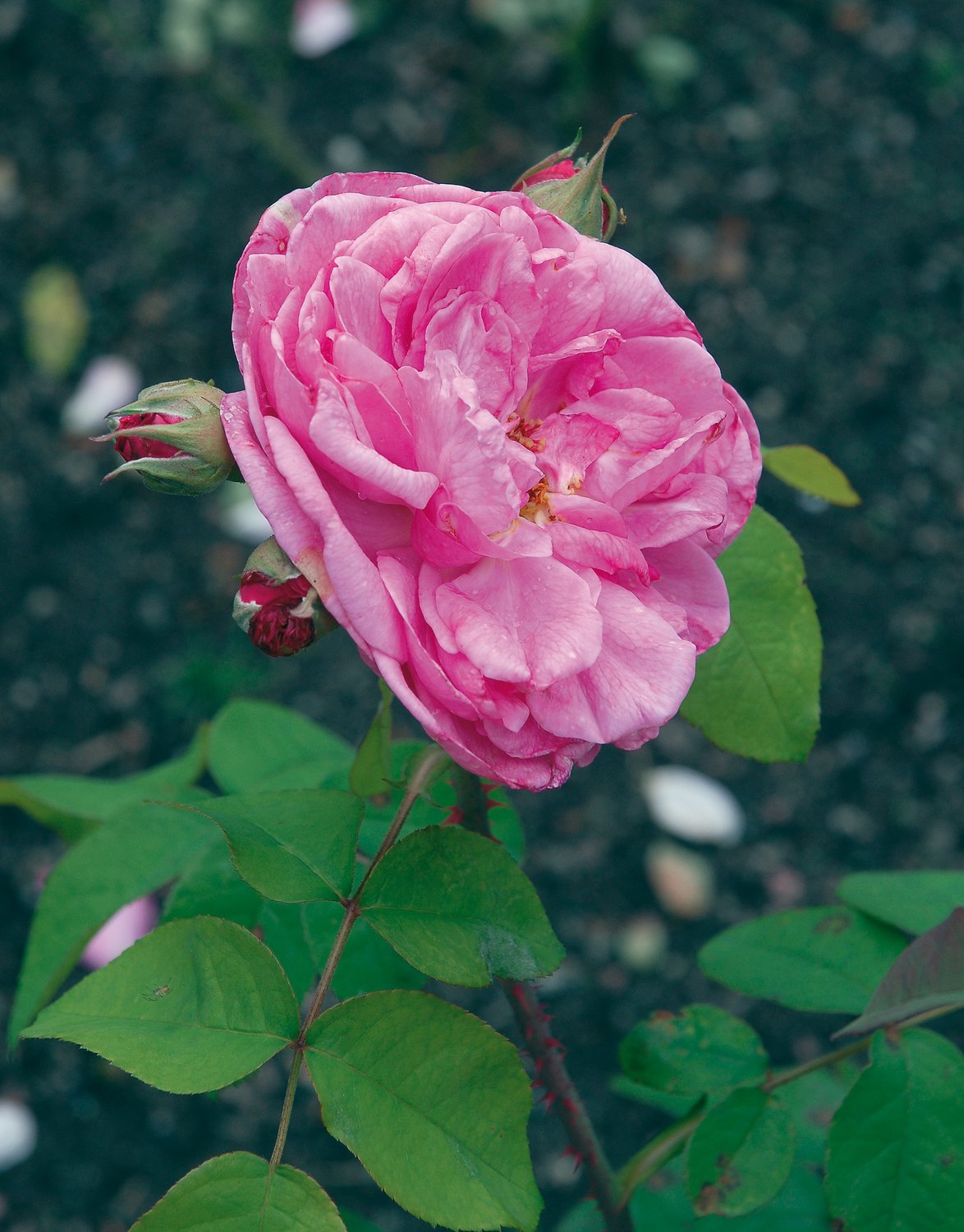 Rosa Gertrude Jekyll