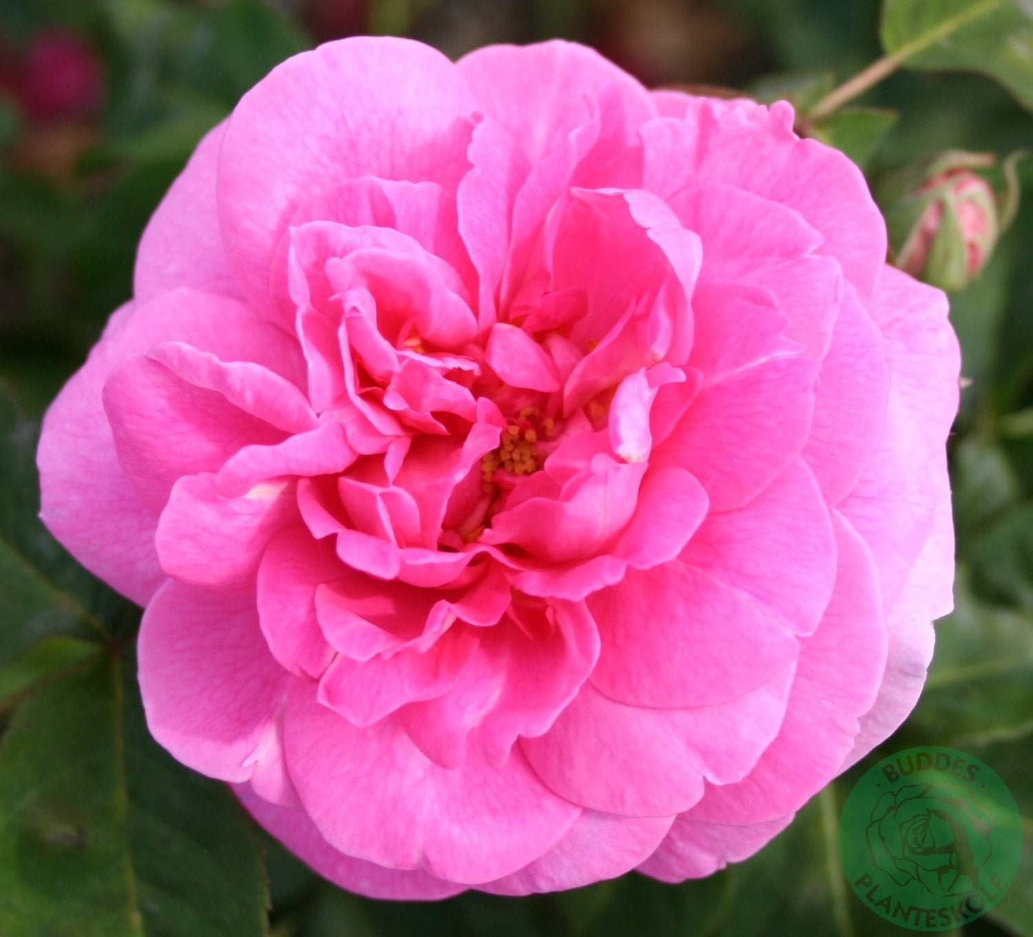 Rosa Gertrude Jekyll