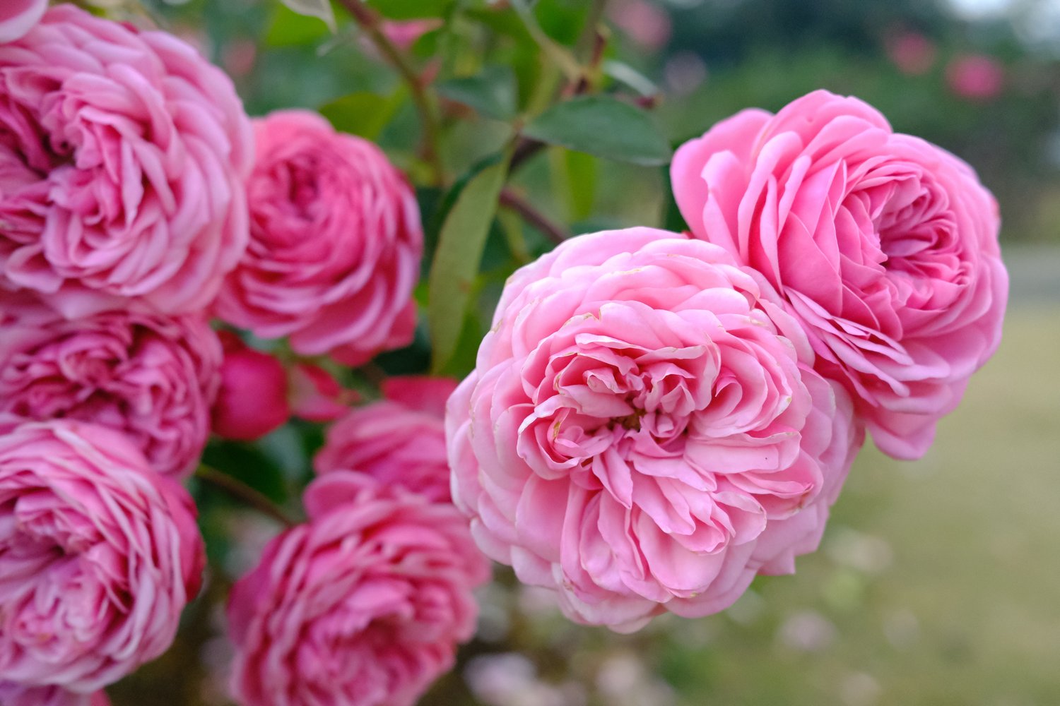 Rosa Gertrude Jekyll