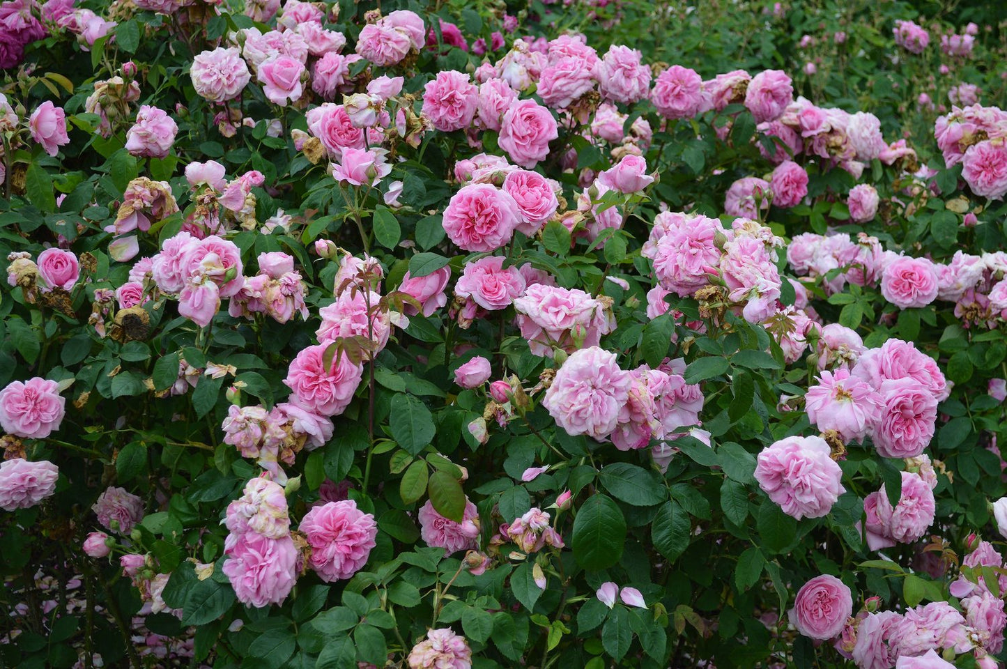 Rosa Gertrude Jekyll