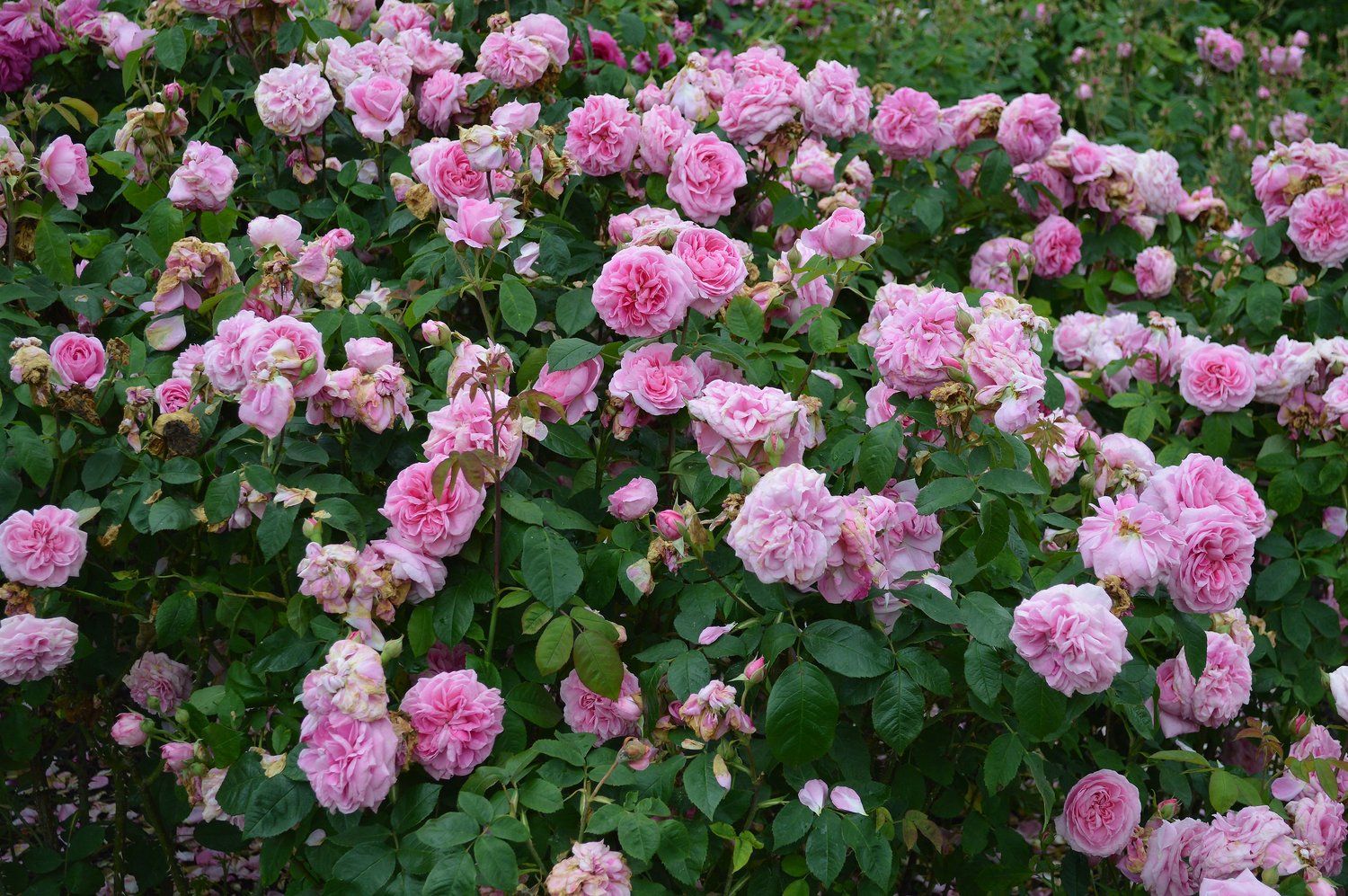 Rosa Gertrude Jekyll