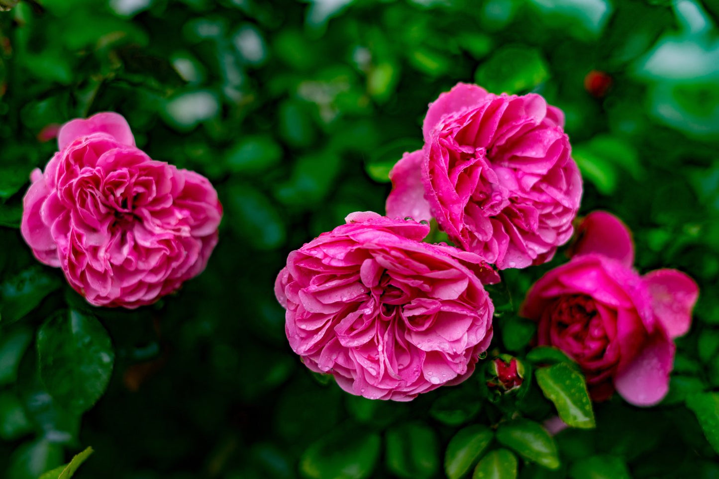 Rosa Gertrude Jekyll