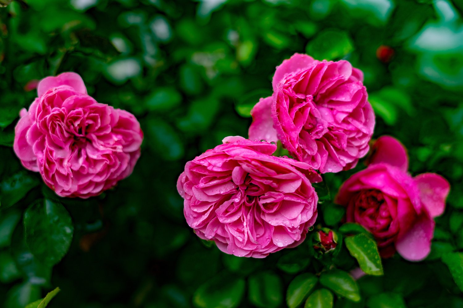 Rosa Gertrude Jekyll