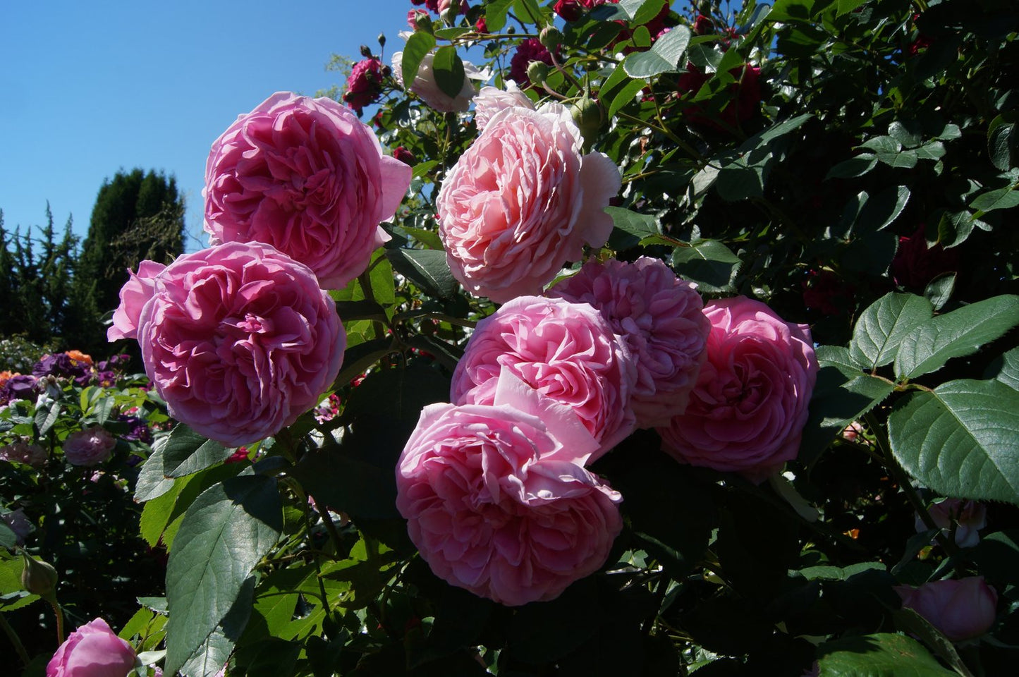 Rosa Gertrude Jekyll