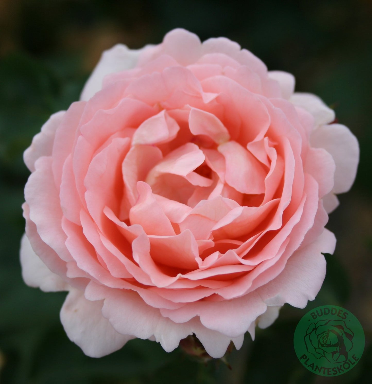 Rosa Clair Renaissance