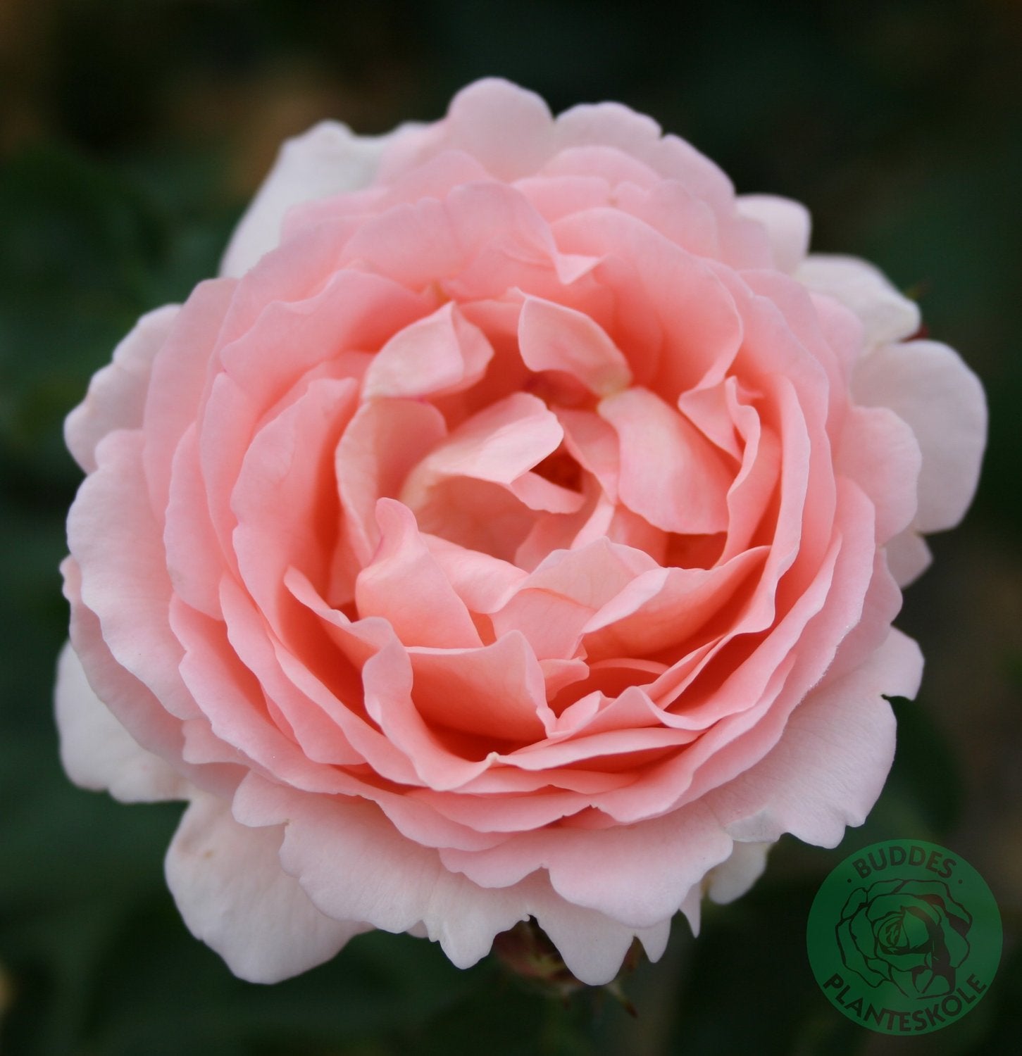 Rosa Clair Renaissance