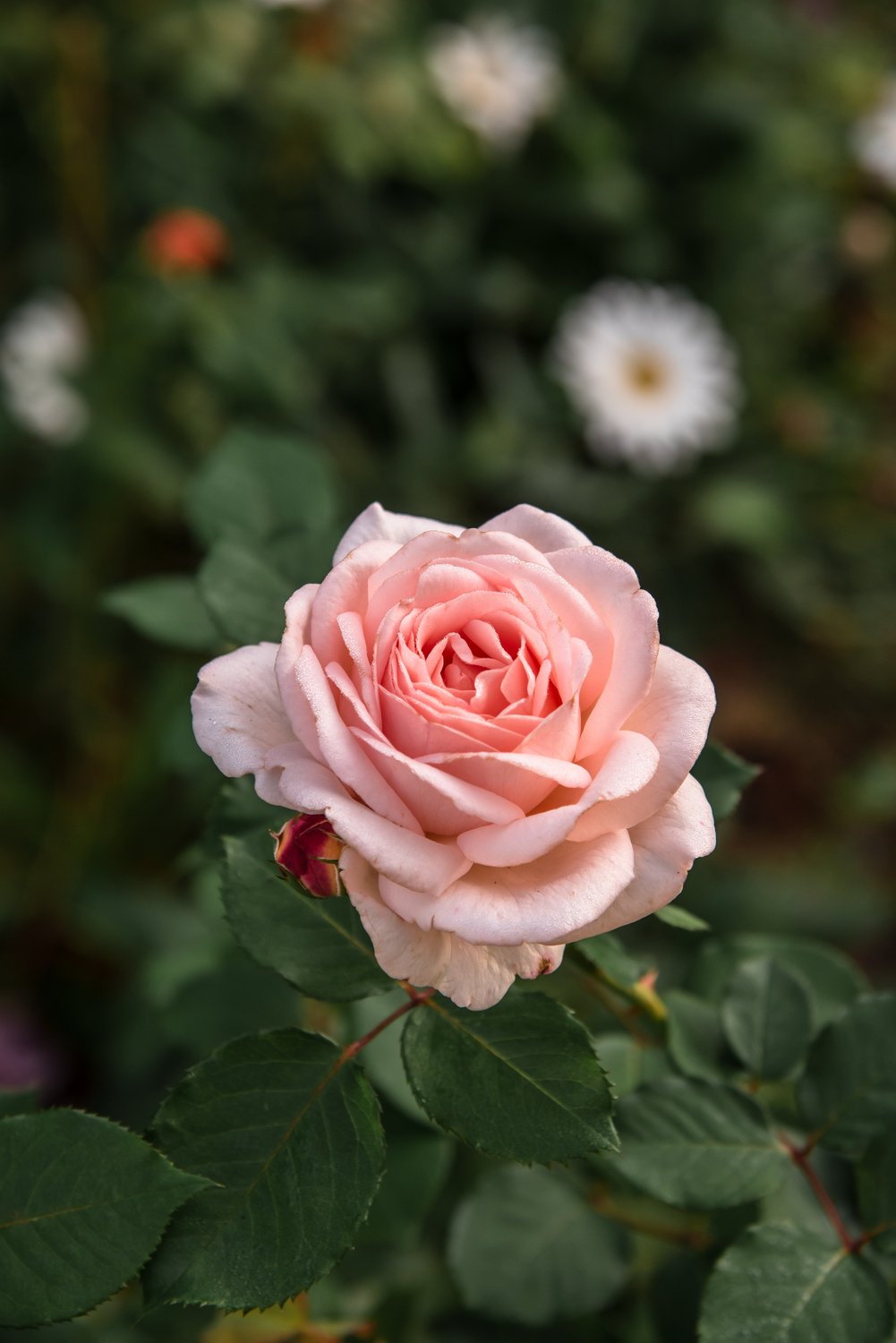 Rosa Clair Renaissance