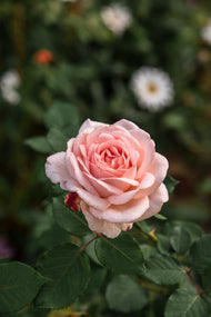 Rosa Clair Renaissance