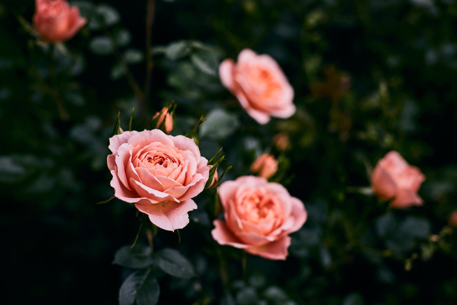 Rosa Clair Renaissance