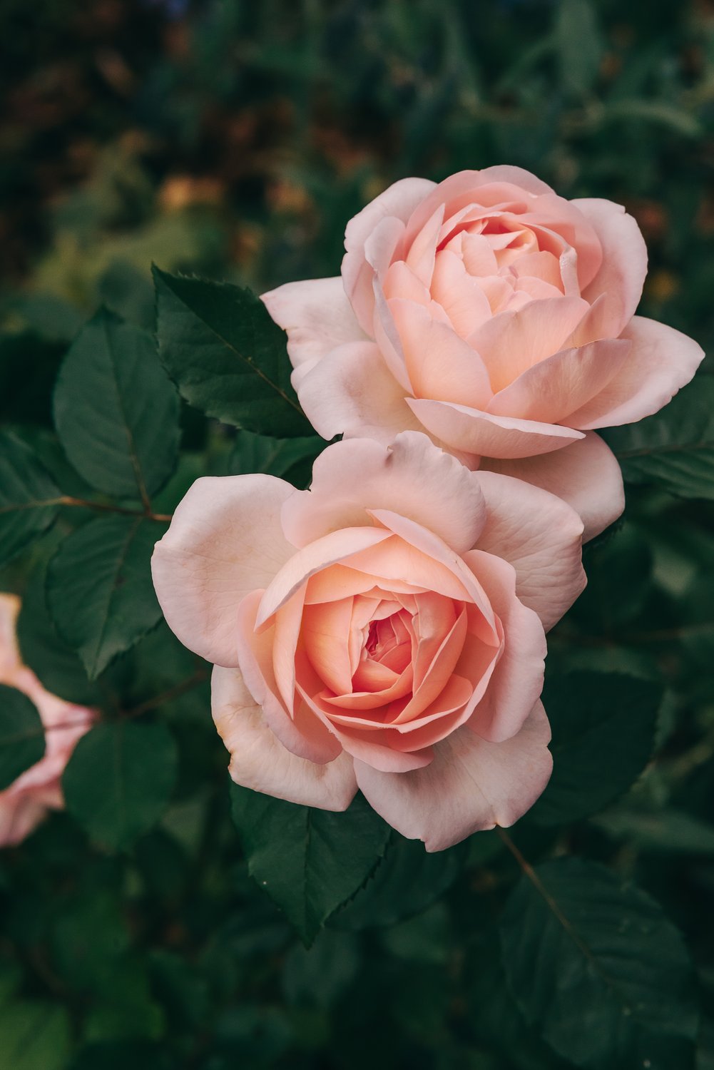Rosa Clair Renaissance