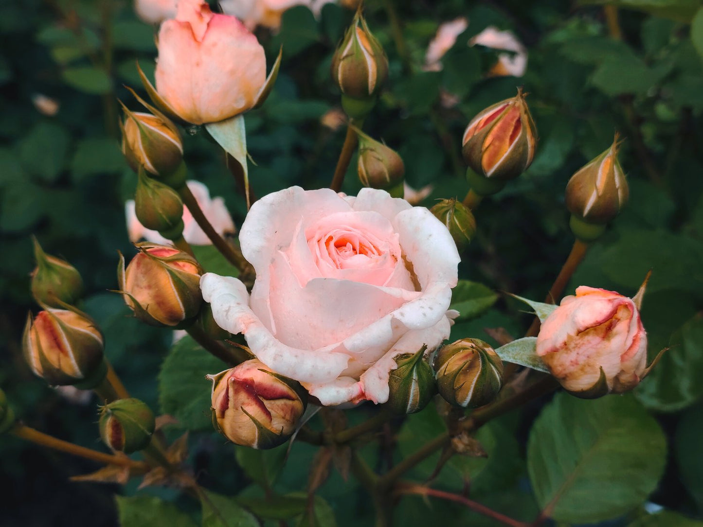 Rosa Clair Renaissance