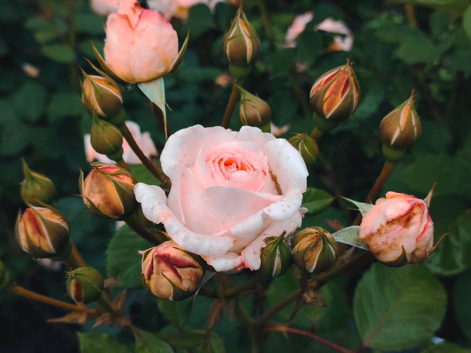 Rosa Clair Renaissance