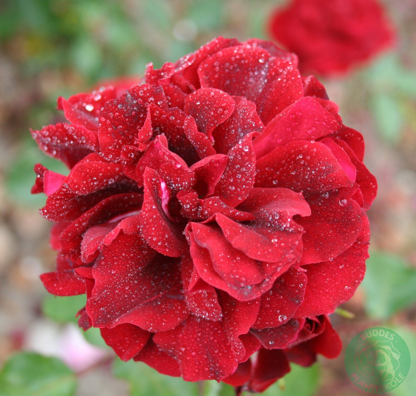 Rosa ISABEL RENAISSANCE®