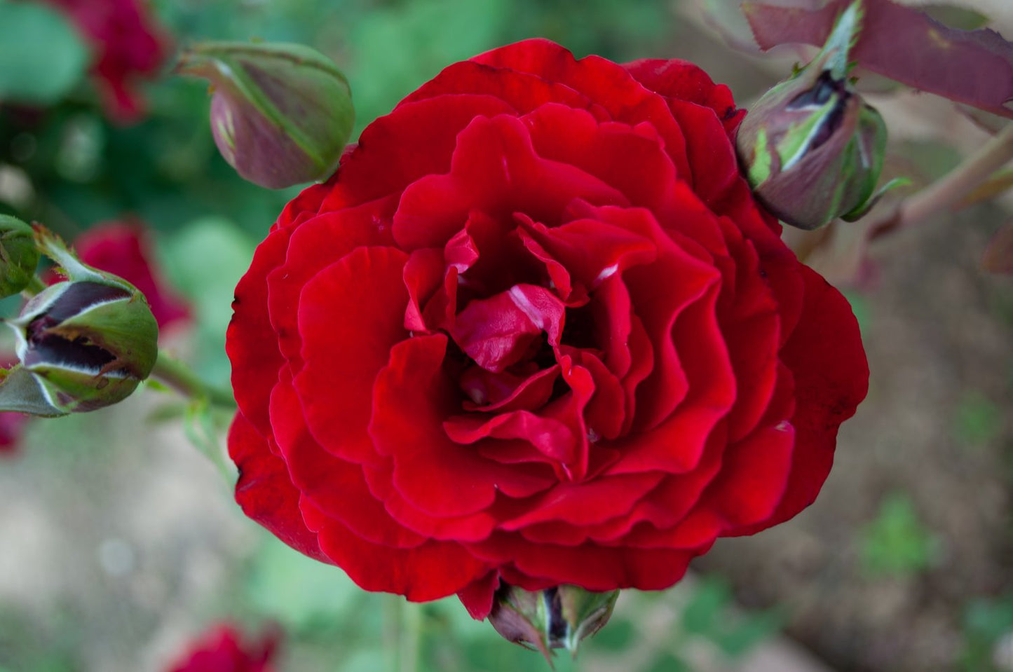 Rosa ISABEL RENAISSANCE®