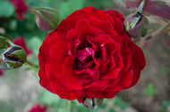 Rosa ISABEL RENAISSANCE®