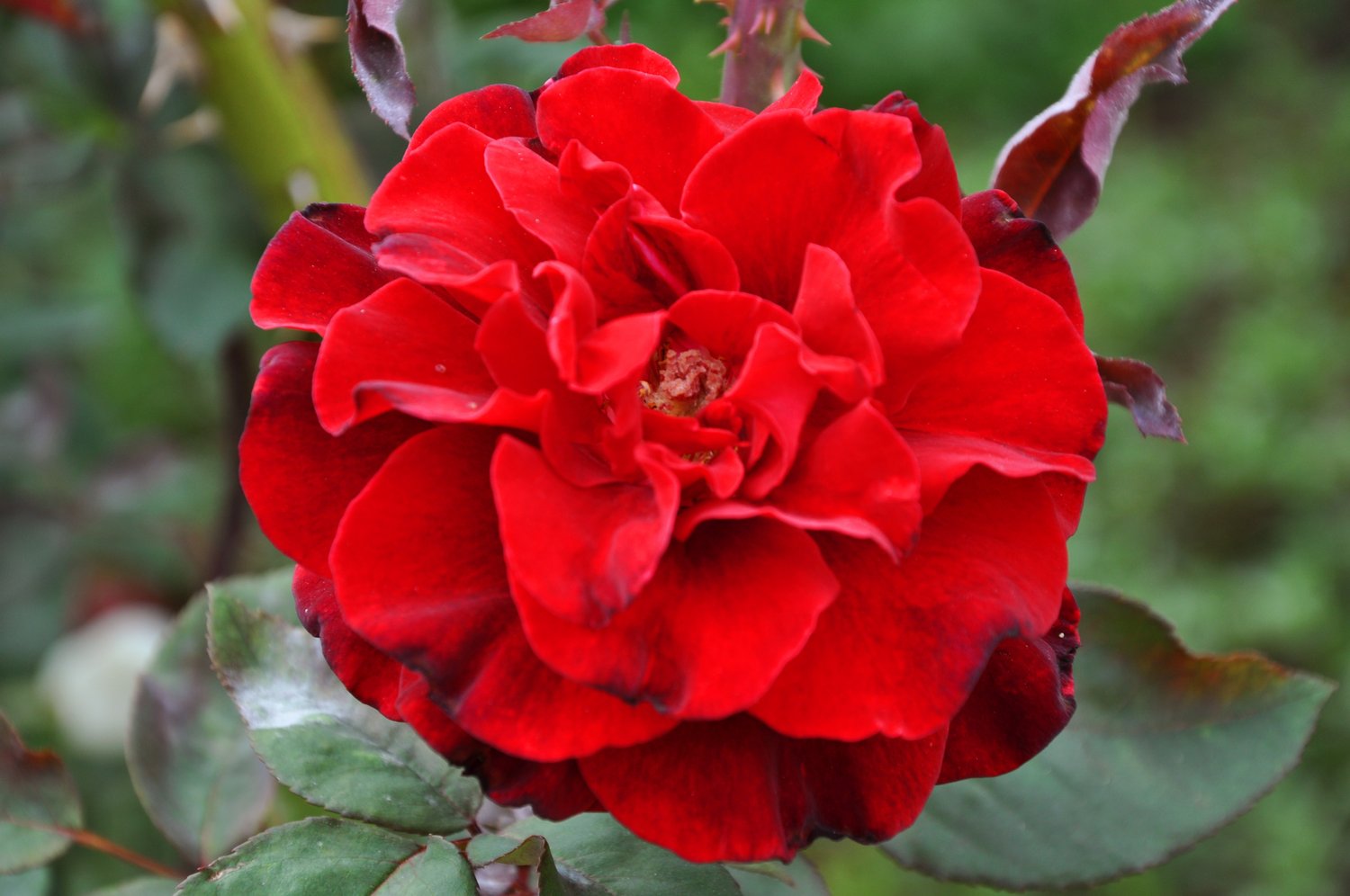 Rosa ISABEL RENAISSANCE®