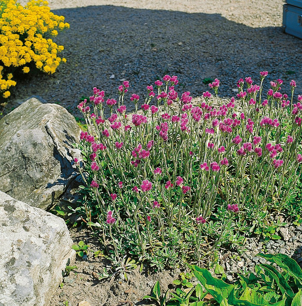 Antennaria dioica 'Rubra'