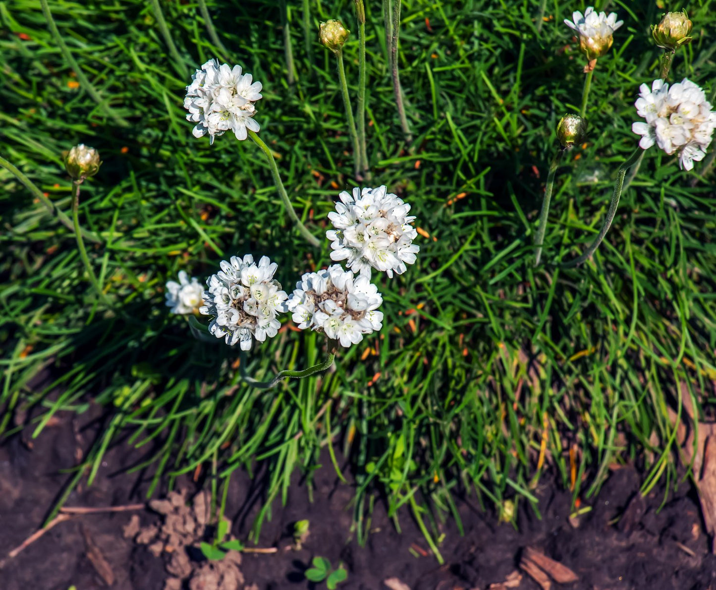 Armeria maritima 'Alba'