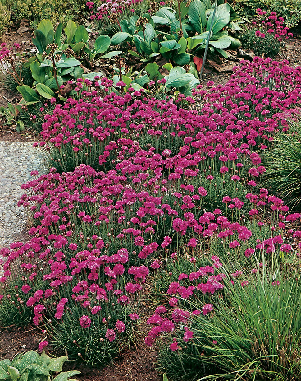 Armeria maritima 'Düsseldorfer Stolz'