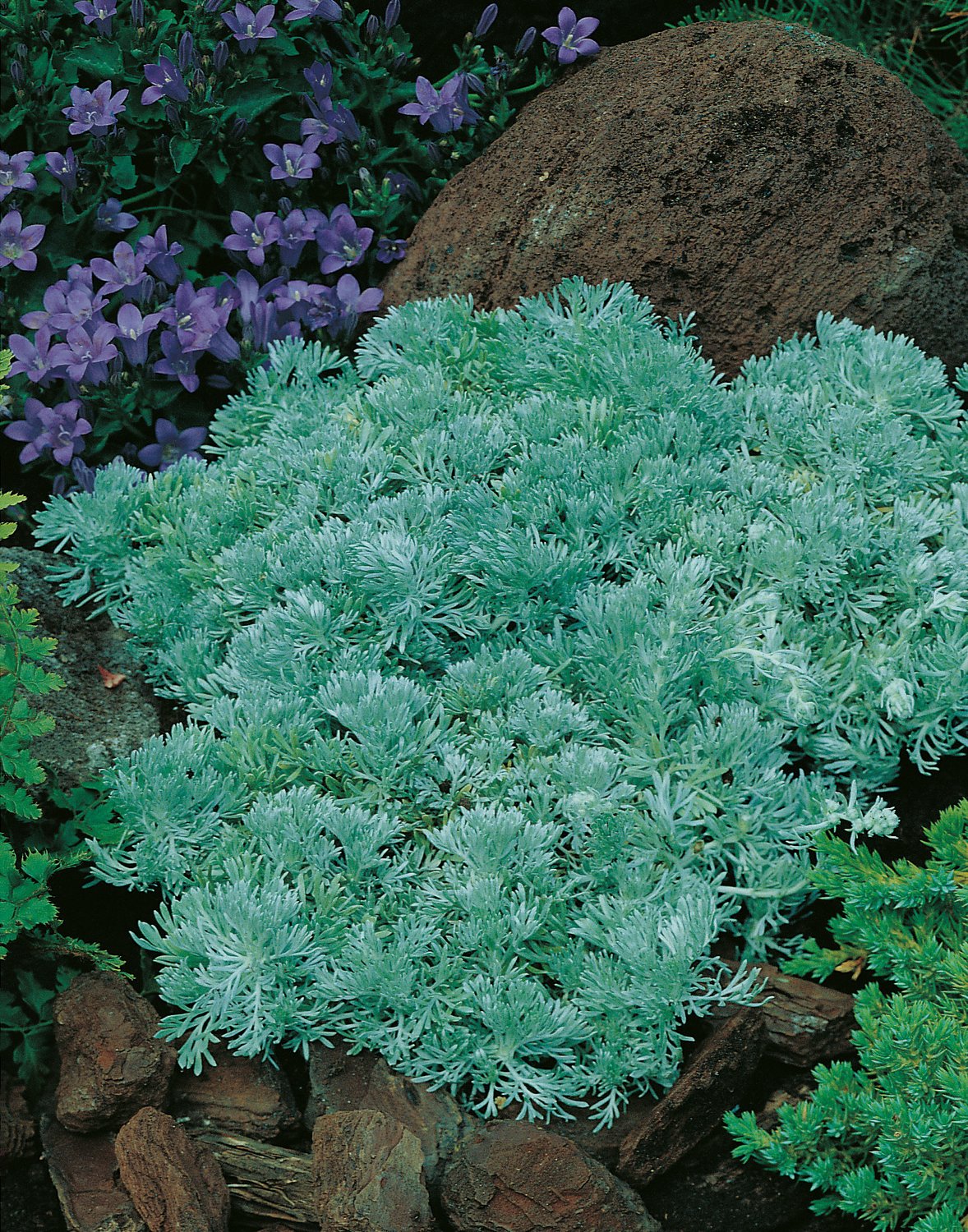Artemisia schmidtiana 'Nana'