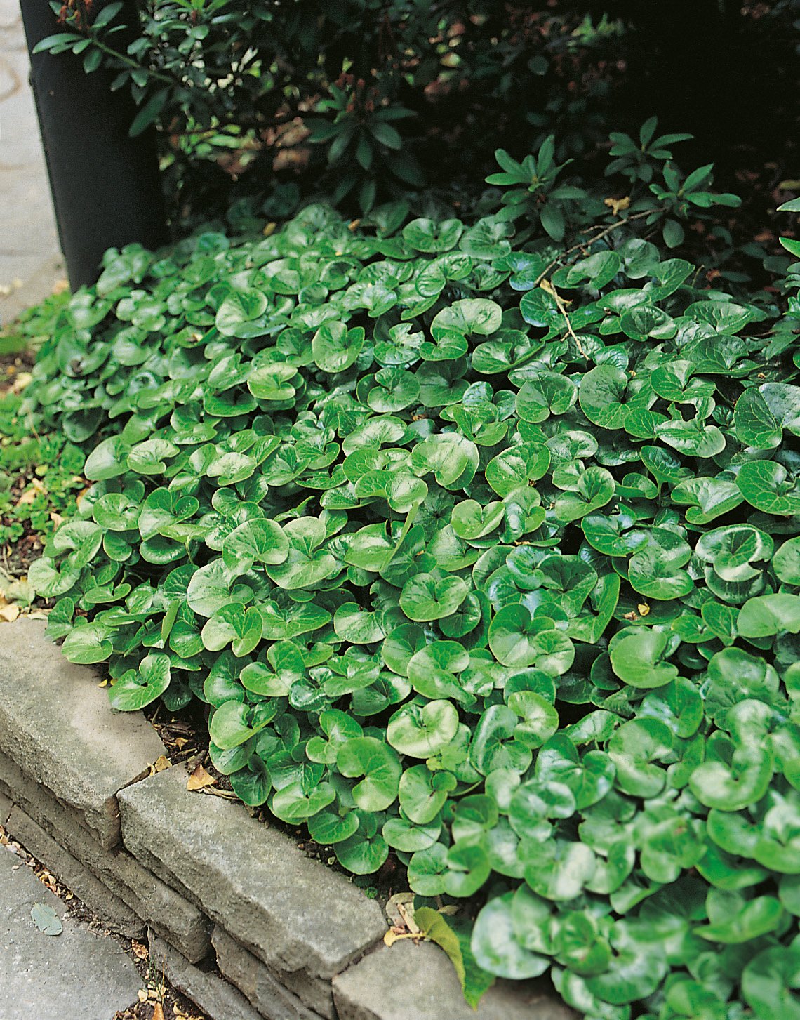 Asarum europaeum