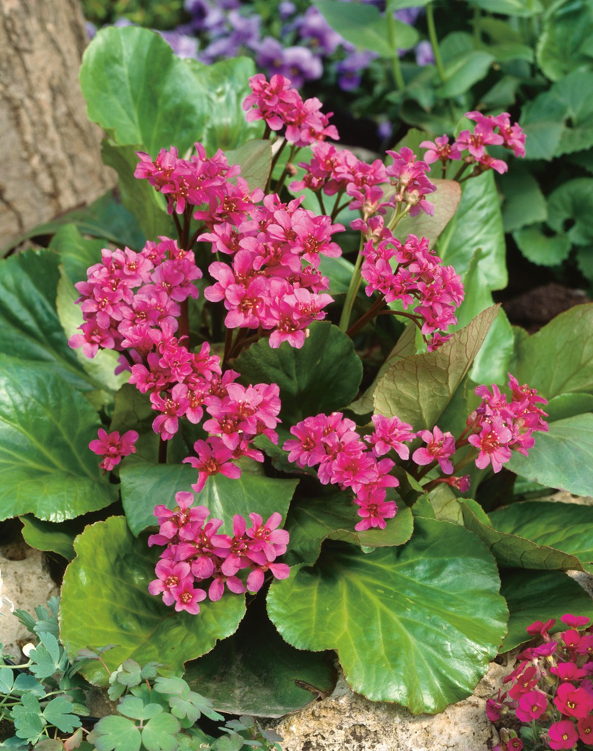 Bergenia cordifolia 'Rotblum'