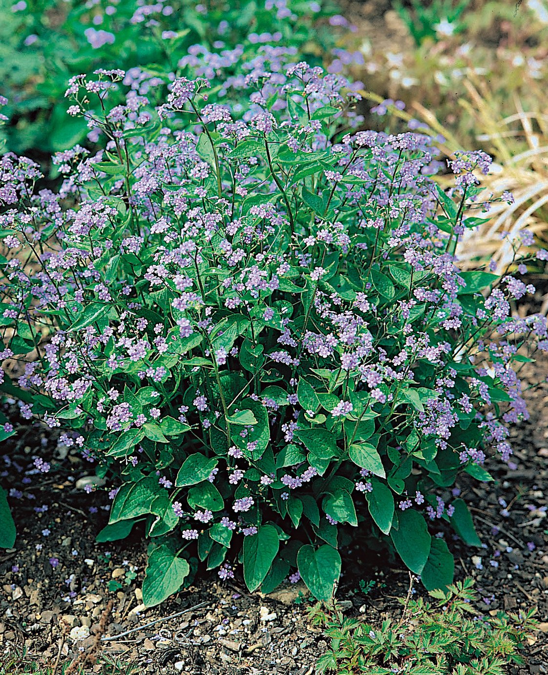 Brunnera macrophylla