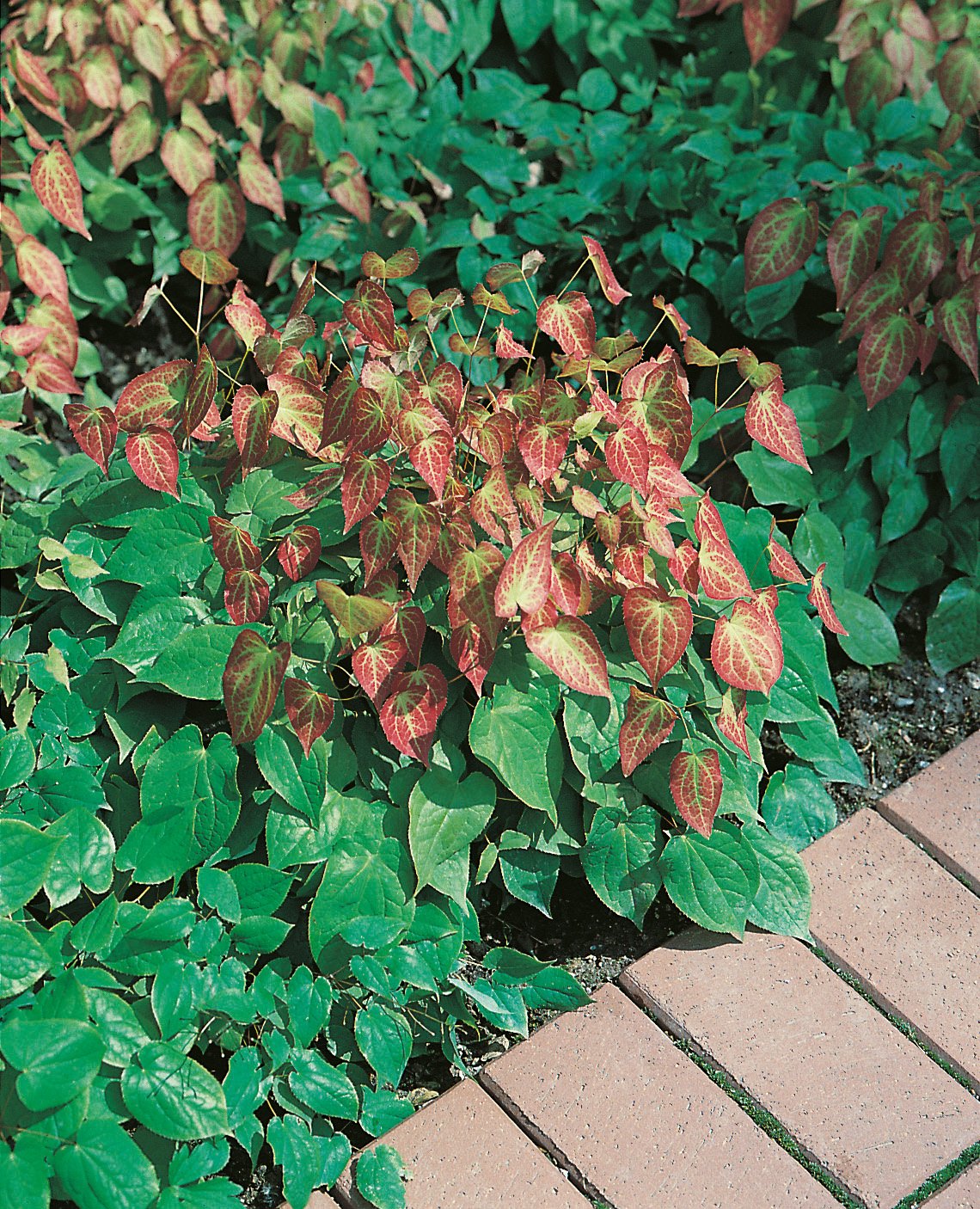 Epimedium Rubrum