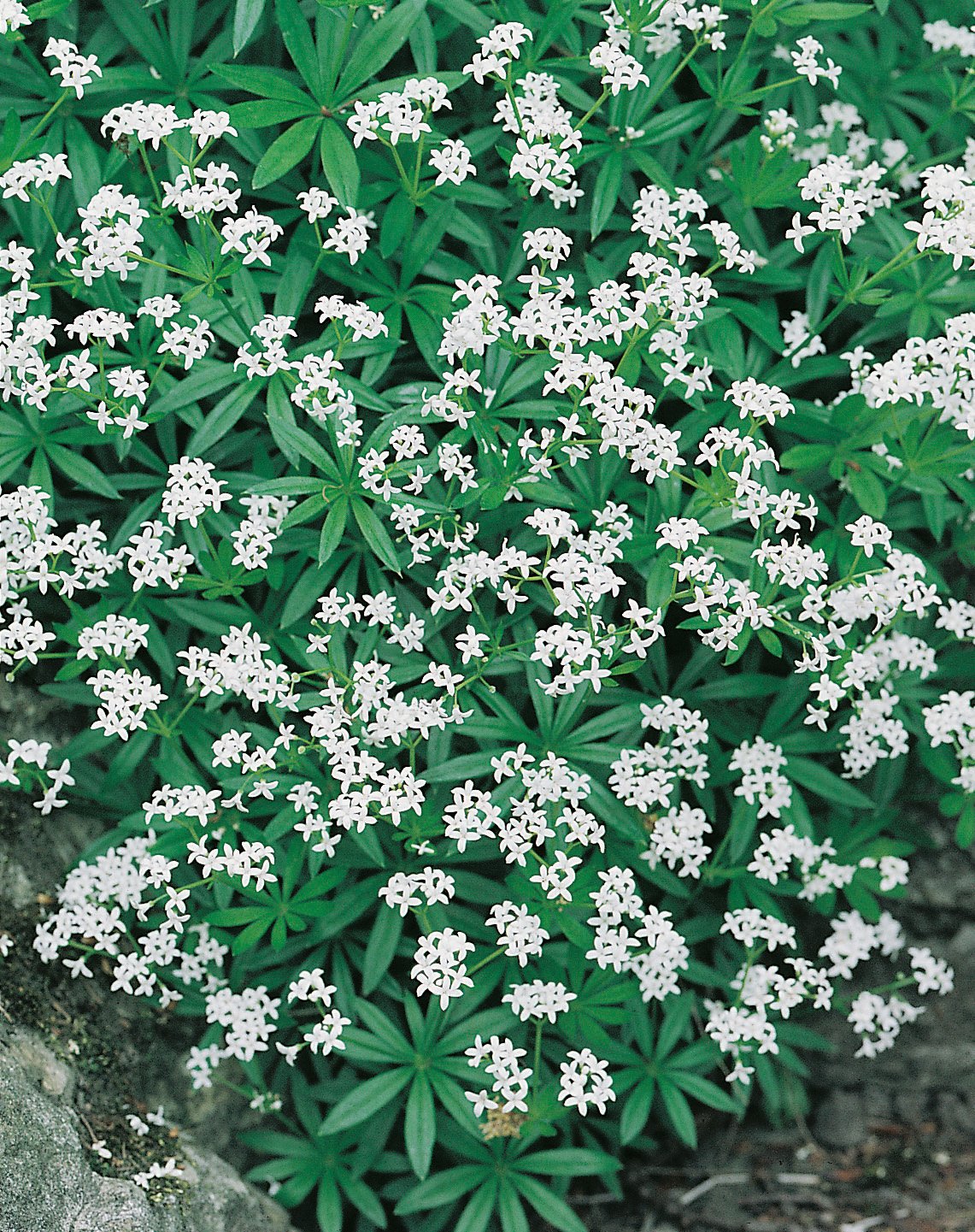 Galium odoratum