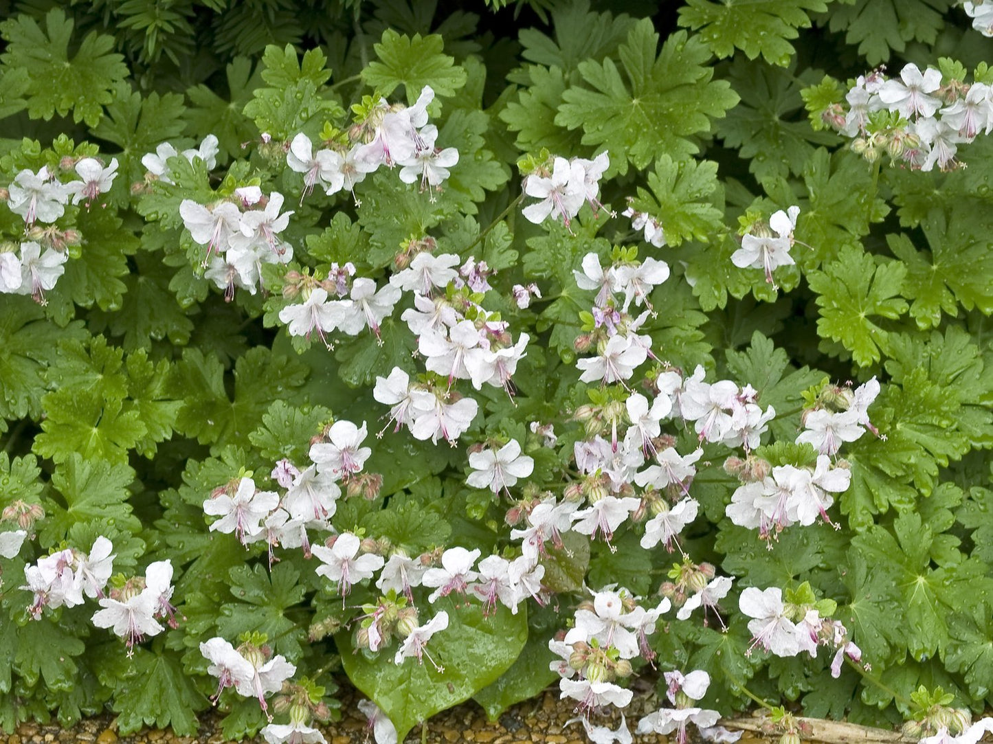 Geranium x cantabrigiense 'Biokovo'