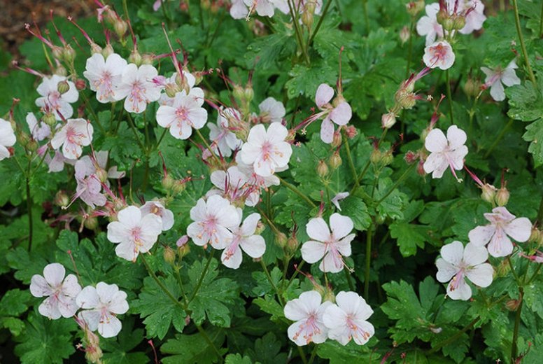 Geranium x cantabrigiense 'Biokovo'