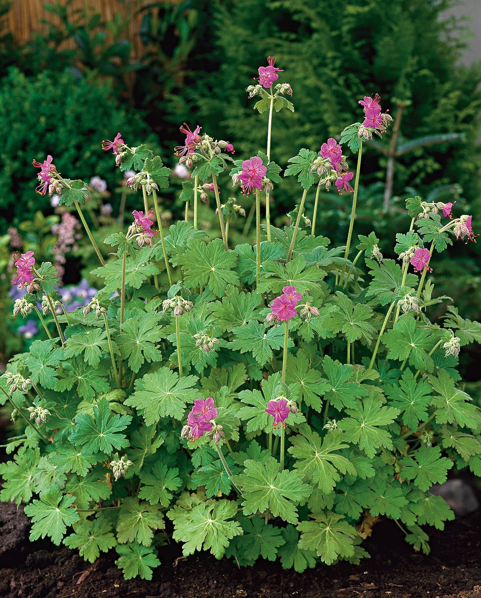 Geranium macrorrhizum