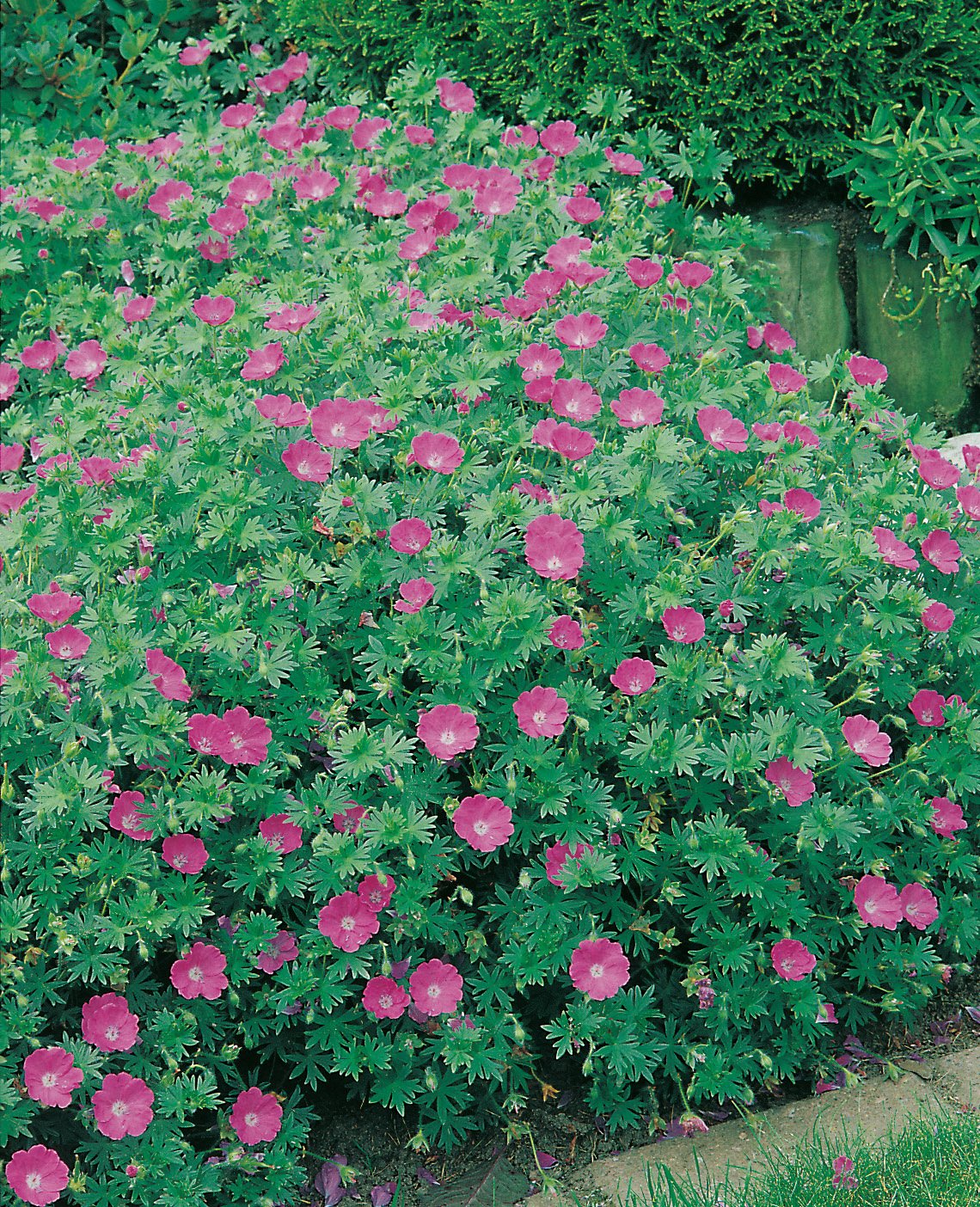 Geranium sanguineum