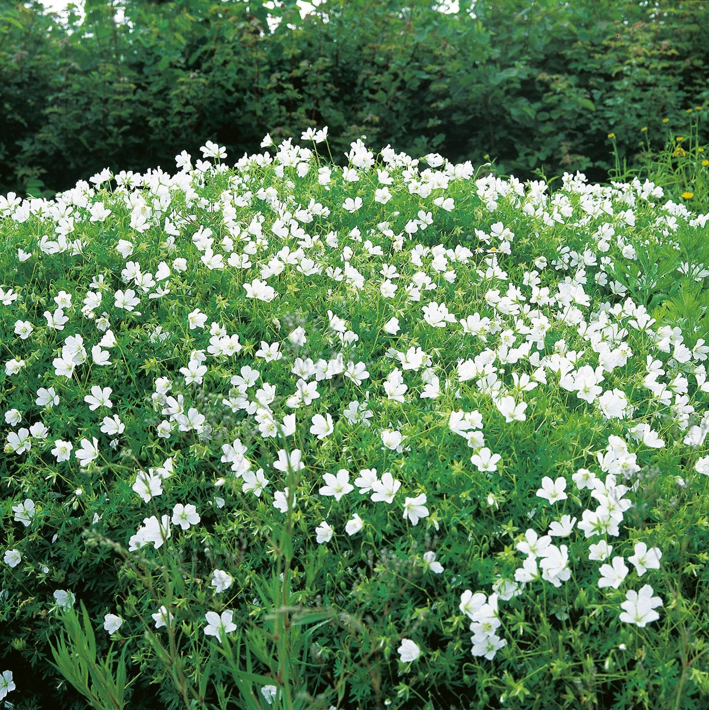 Geranium sanguineum 'Album'