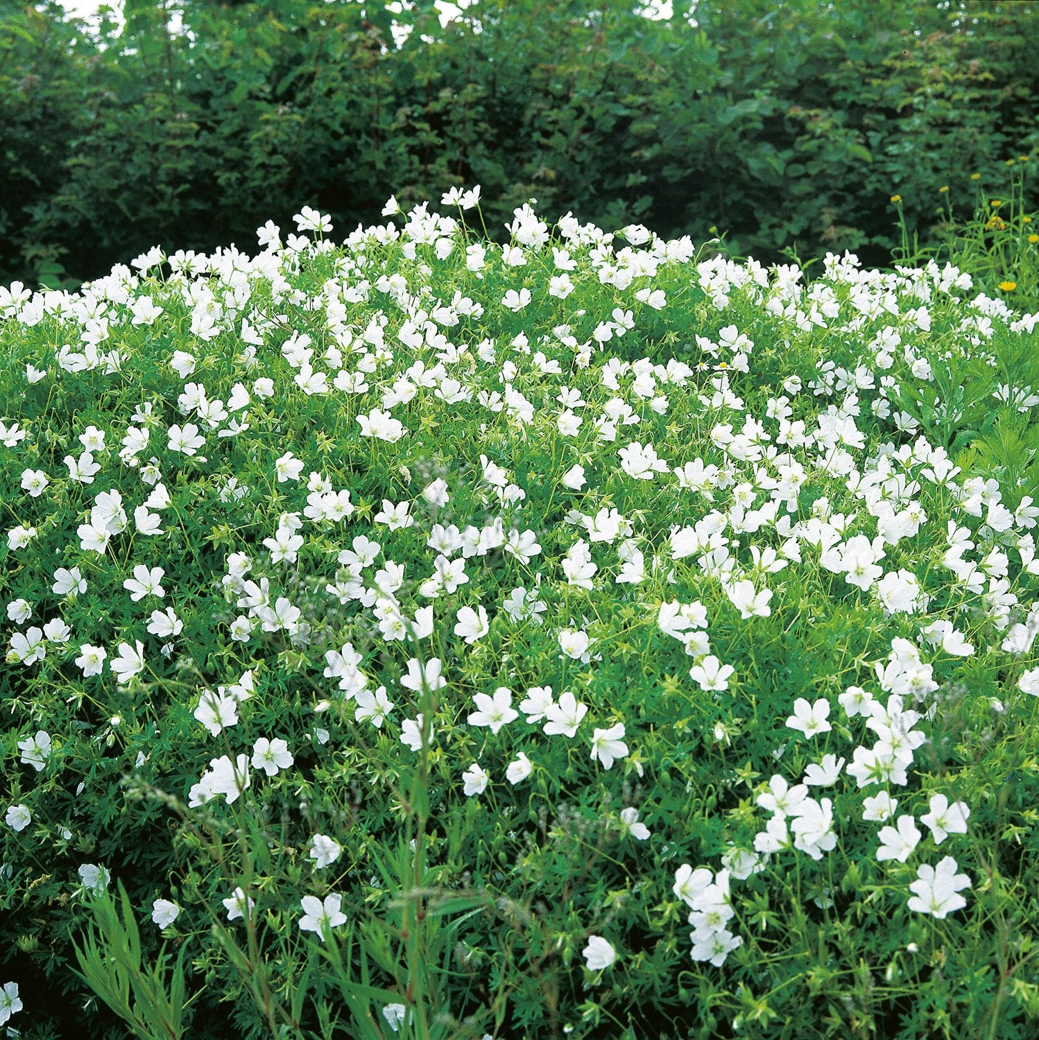 Geranium sanguineum 'Album'