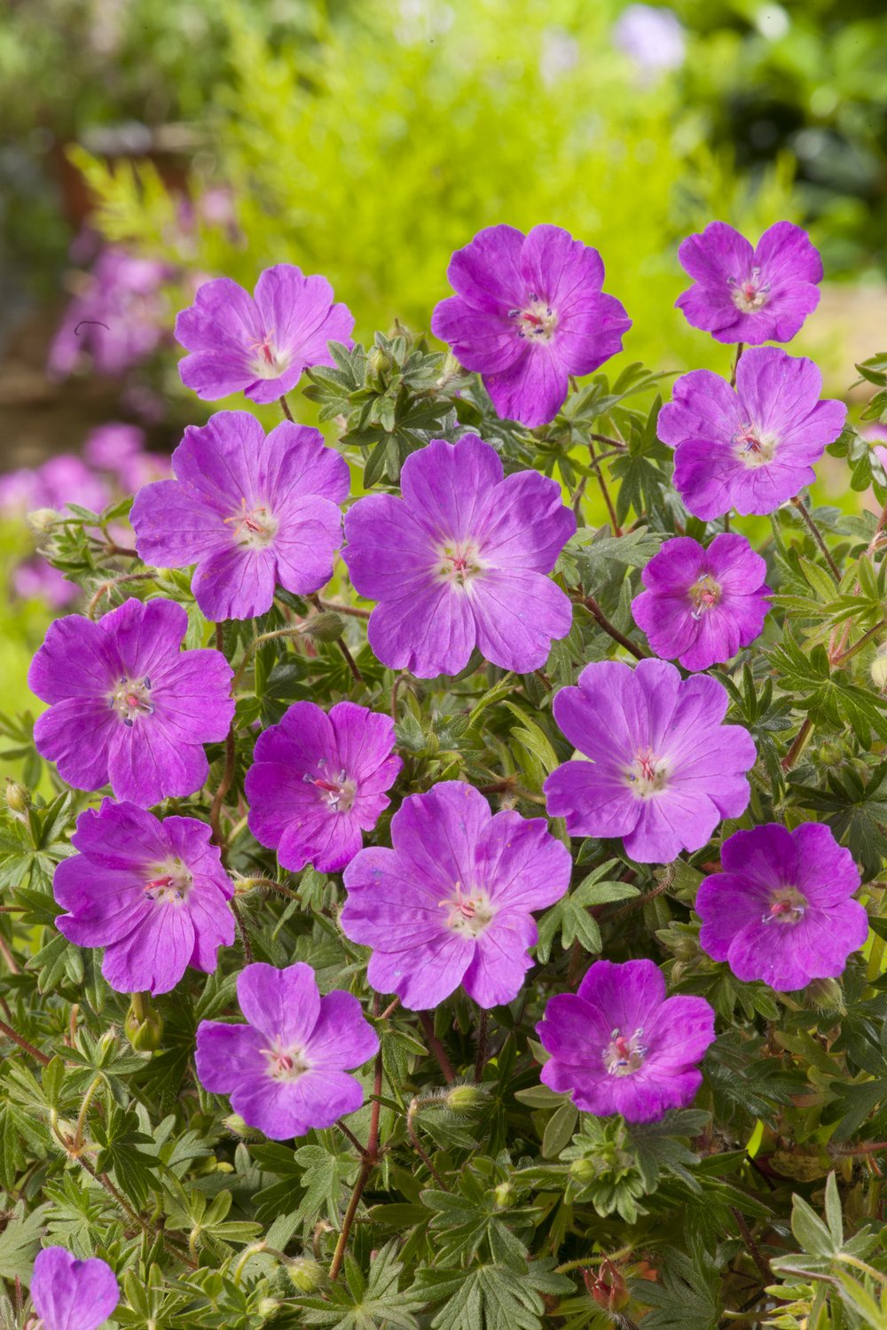 Geranium sanguineum 'Max Frei'