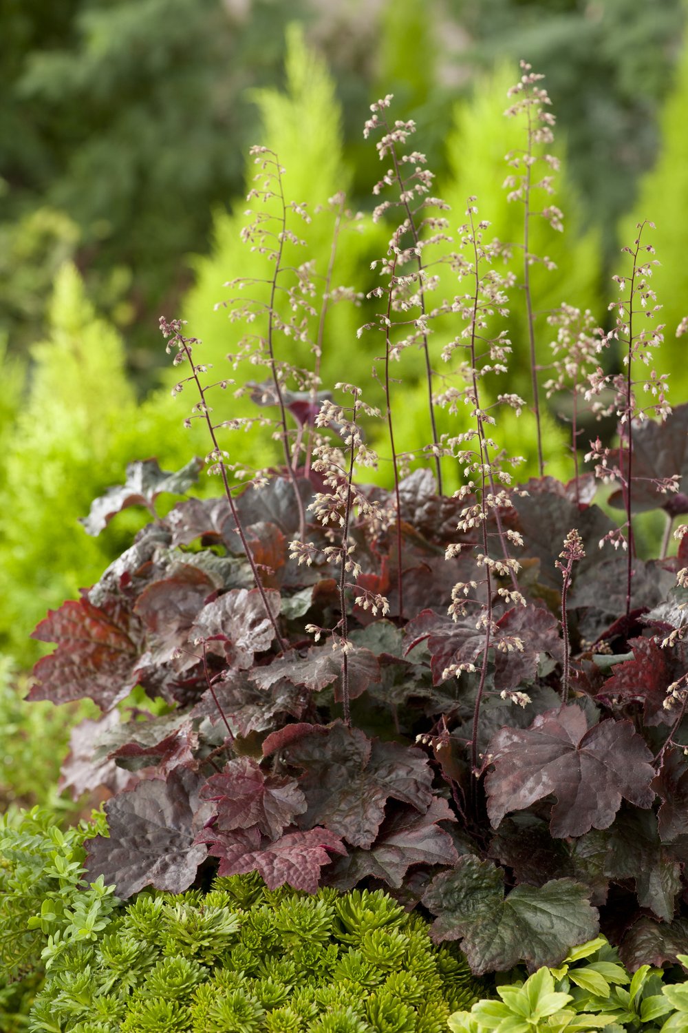 Heuchera villosa 'Palace Purple'