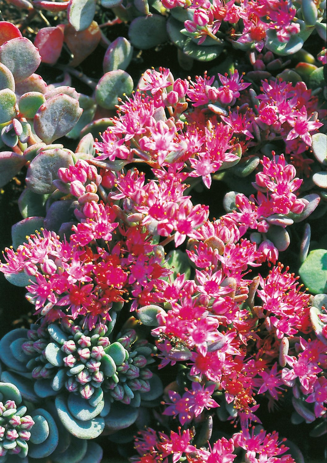 Hylotelephium cauticola 'Lidakense'