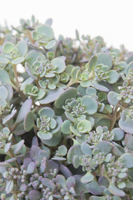 Hylotelephium cauticola 'Lidakense'