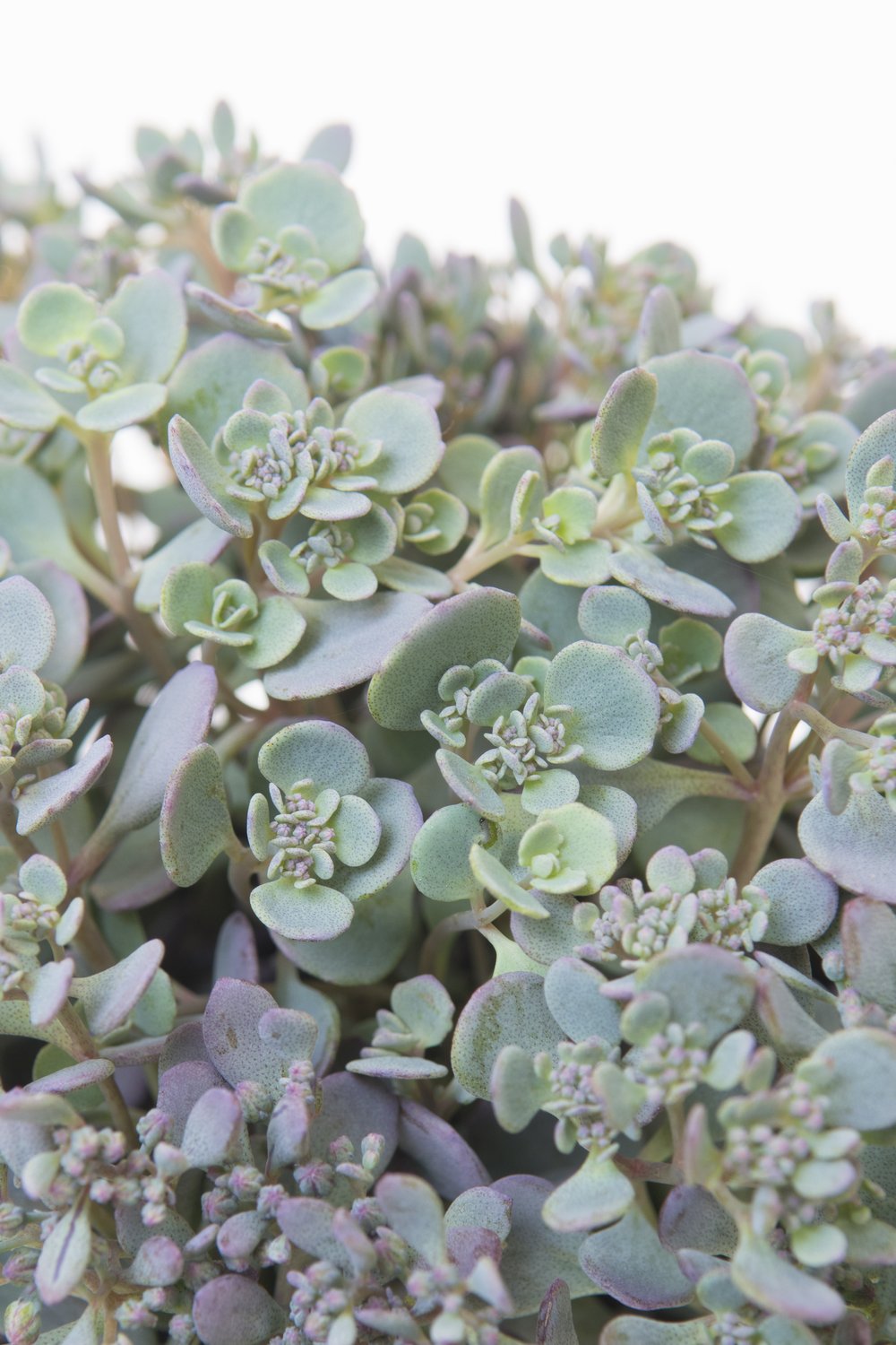 Hylotelephium cauticola 'Lidakense'