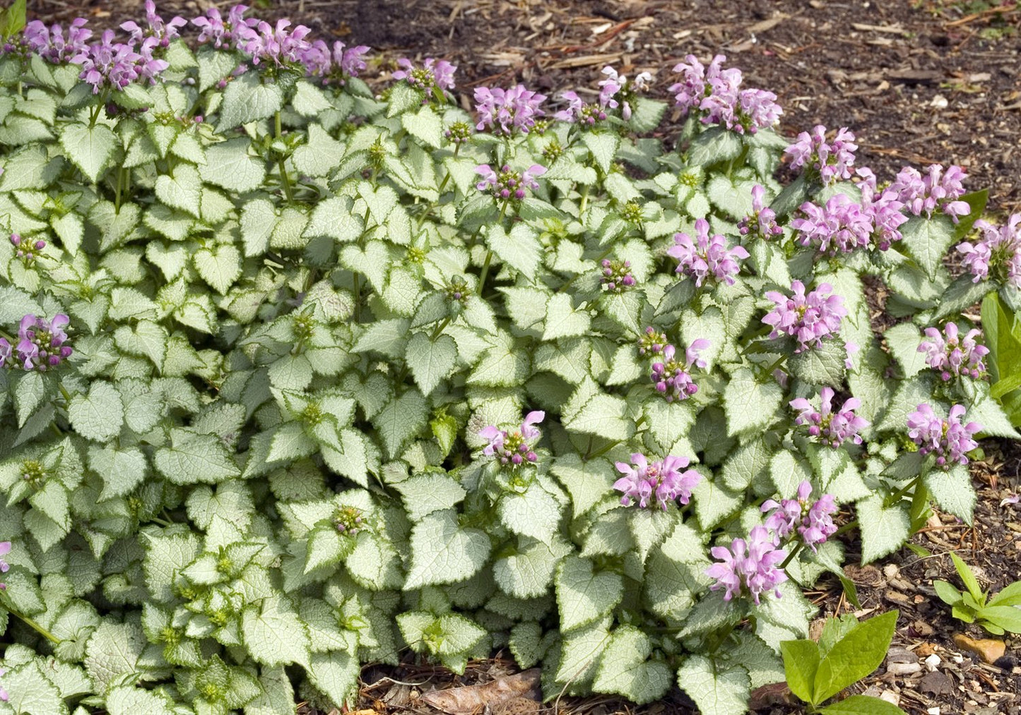 Lamium maculatum 'Beacon Silver'