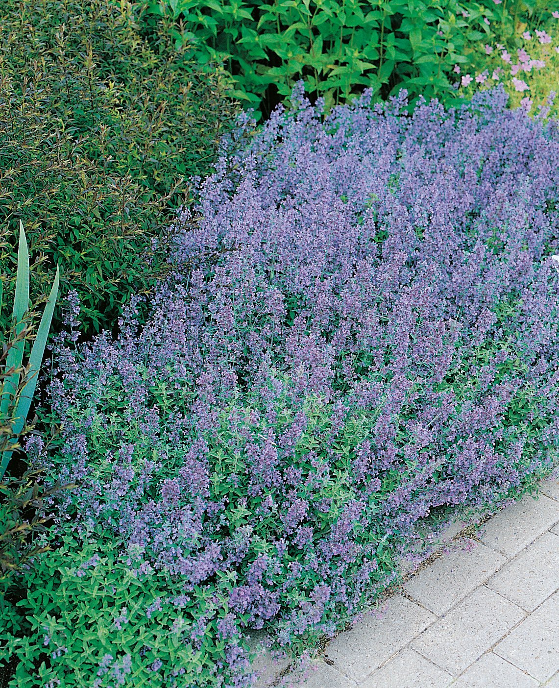Nepeta x faassenii