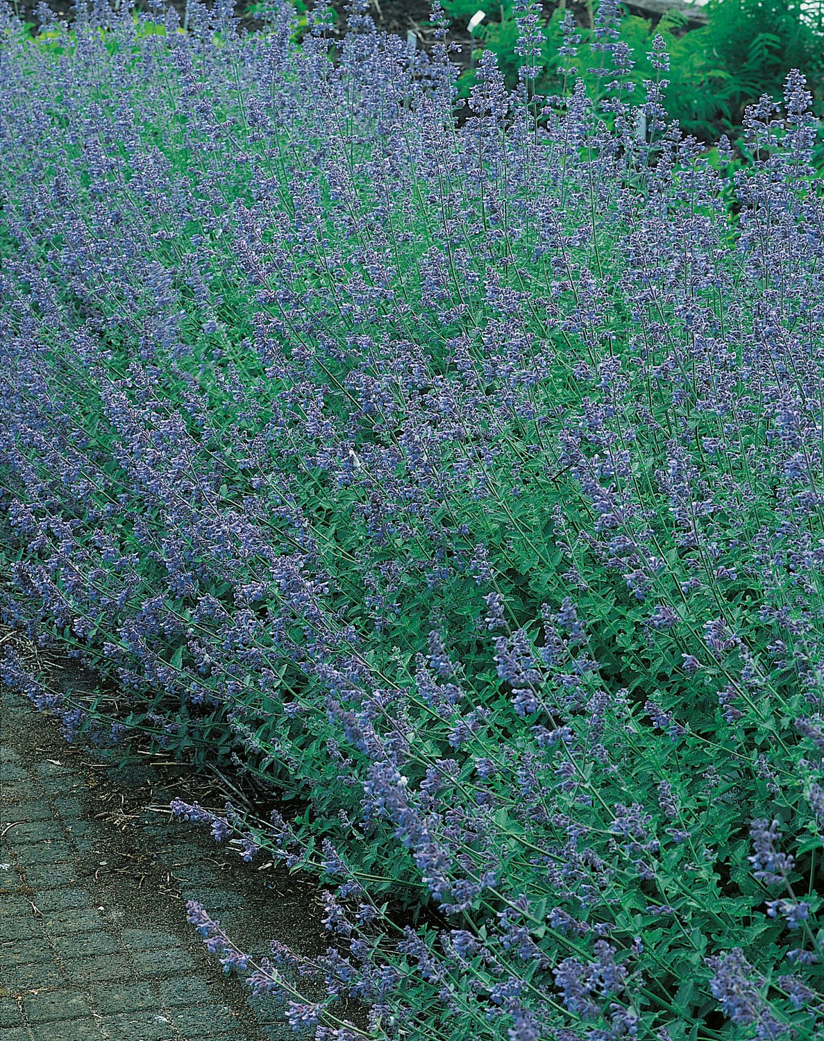 Nepeta x faassenii 'Six Hills Giant'