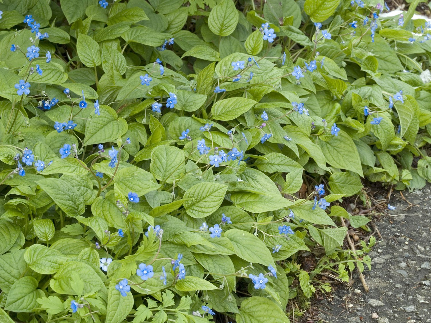 Omphalodes verna