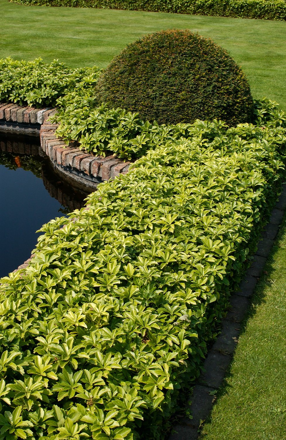 Pachysandra terminalis 'Green Carpet'